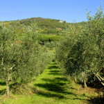 L'oliveto