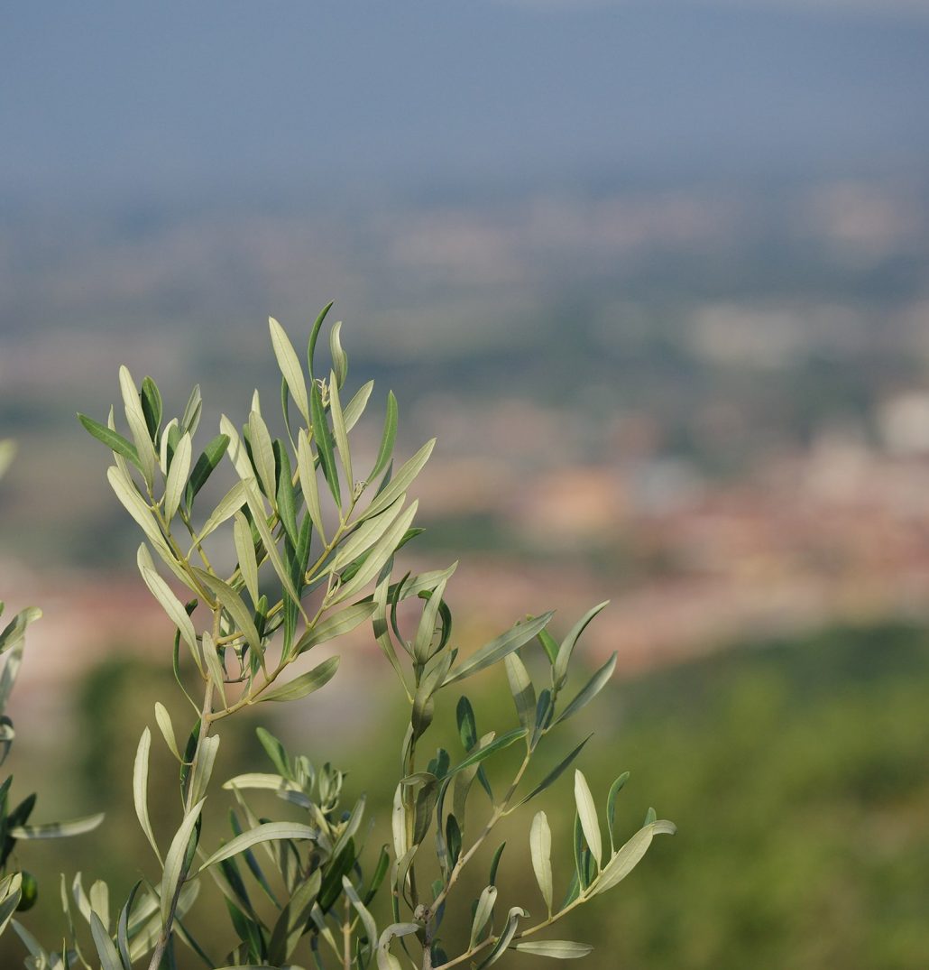 olive le maggioline-min